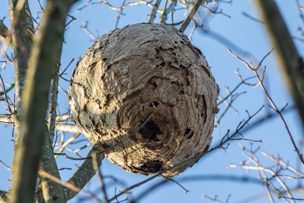 Image d'un nid secondaire de frelon asiatique perché dans un arbre