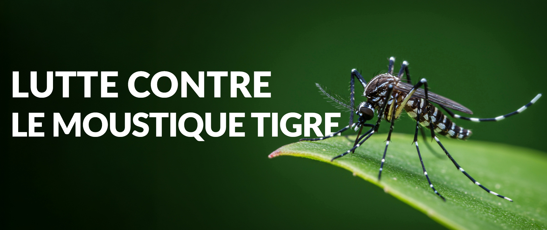 Lutte contre le moustique tigre : tout ce qu'il faut savoir